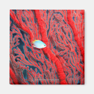 korall magnet