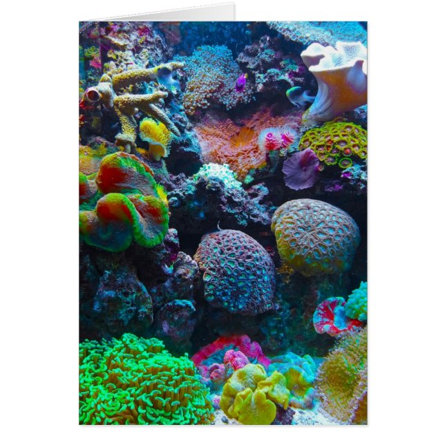 Korall OBS Kort (Framsidan)