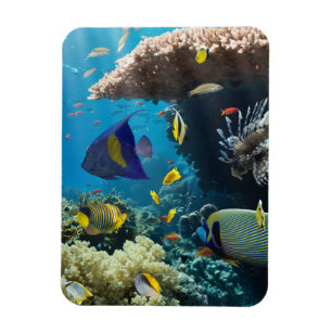 Korall och fisk i det röda havet, egypten magnet