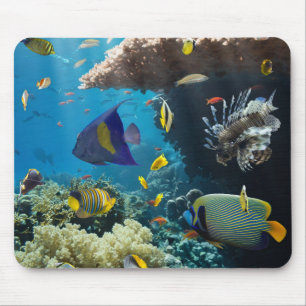 Korall och fisk i det röda havet, egypten musmatta