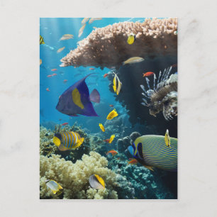 Korall och fisk i Röda havet, Egypten Vykort