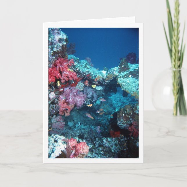 Korall överbryggar, regnbågereven, Fiji Kort (Framsida)