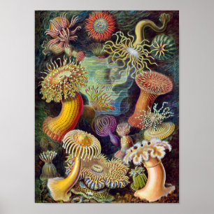 Korall Poster