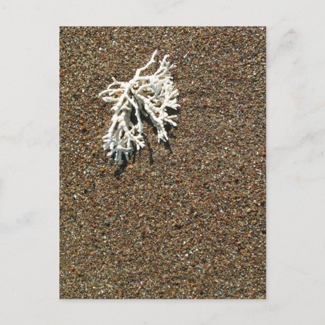 Korall Vykort (Framsida)