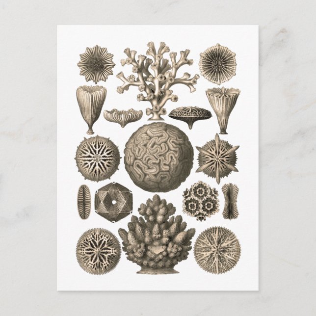 Korall Vykort (Framsida)