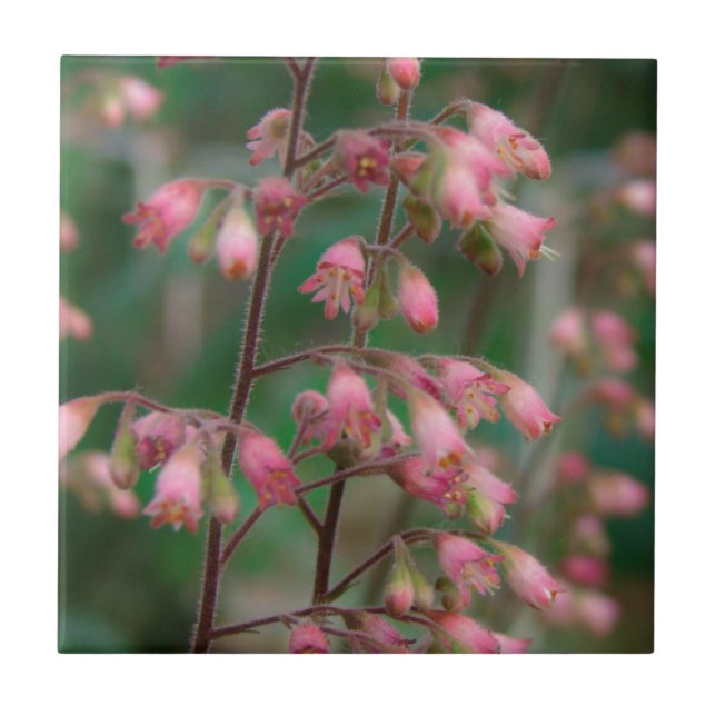 Korallbells blommor kakelplatta (Framsidan)