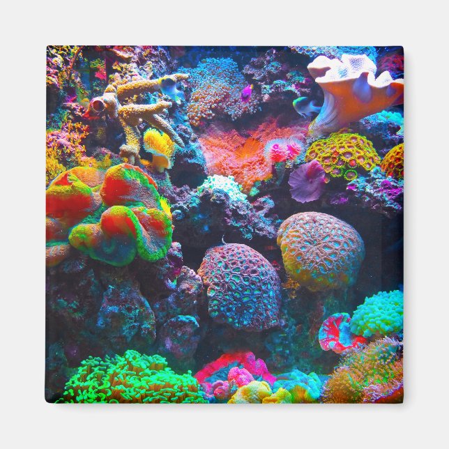 Korallrev, färgad havsmagnet magnet (Framsidan)