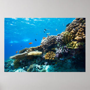 Korallrev under vatten poster