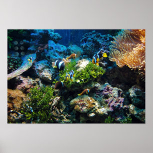 Korallrevaffisch Poster