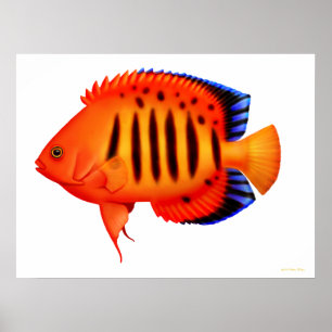 Korallreven flammar havsängelaffischen poster