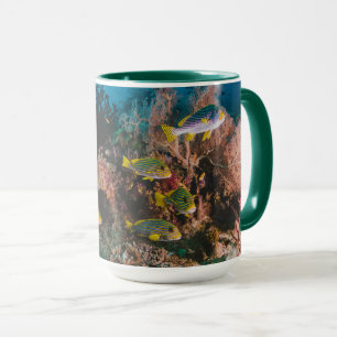 Korallrevmuggar Mugg