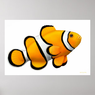 KorallrevPercula Clownfish affisch