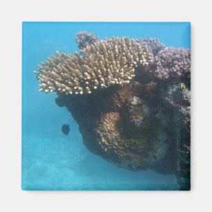 Korallsjölandskap Magnet