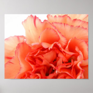 Korallvagnslungor Bloom Poster