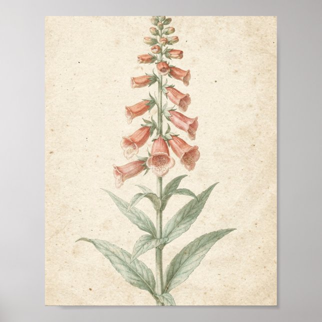 Koralrävenkrage botanisk blomstudie poster (Framsidan)