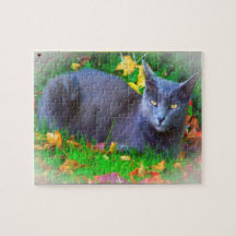 Korat Katt