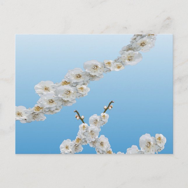 Korea Cherry Blommars White Vykort (Framsida)
