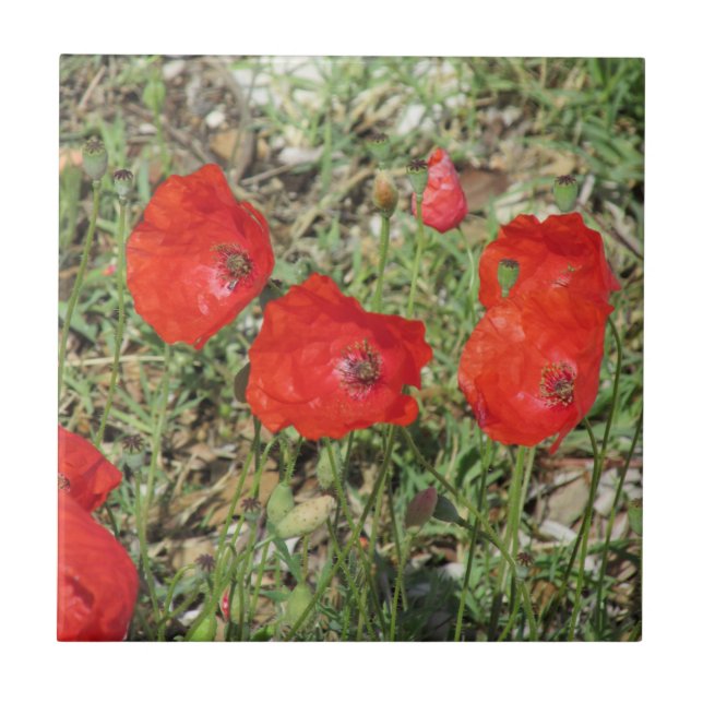 Korfu Red Poppies Ceramic Tile Kakelplatta (Framsidan)