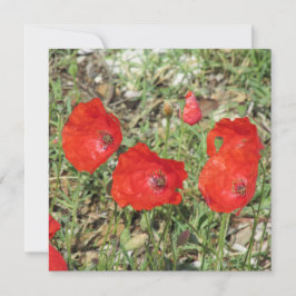 Korfu Red Poppies-plattkort