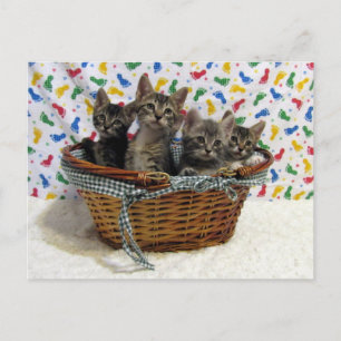 Korgen Tabby katt - vykort