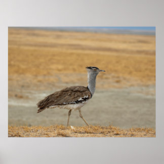 Kori Bustard - Afrikans Heaviest Flies Bird Poster