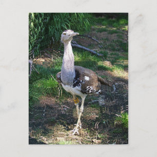 Kori Bustard Bird Vykort
