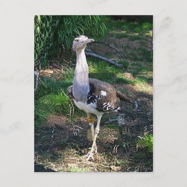 Kori Bustard Bird Vykort (Framsida)