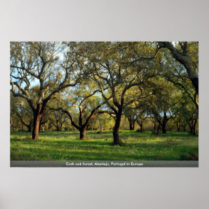 Kork ekskog, Alentejo, Portugal i Europa Poster