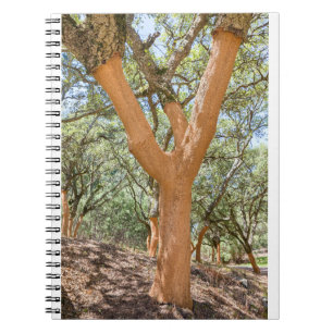 Kork träd på portugisiska Algarve.JPG Anteckningsbok