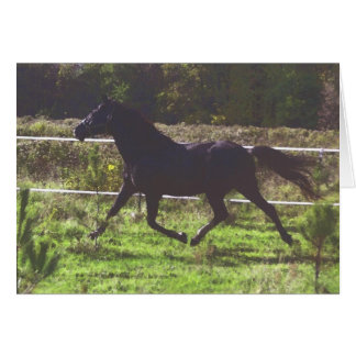 Körkort för häst hälsningskort