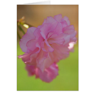 Körkort för körsbär Blommar OBS Kort