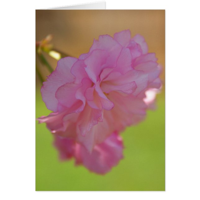 Körkort för körsbär Blommar OBS Kort (Framsidan)