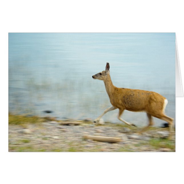 Körkort Hälsningskort (Framsidan Horizontal)