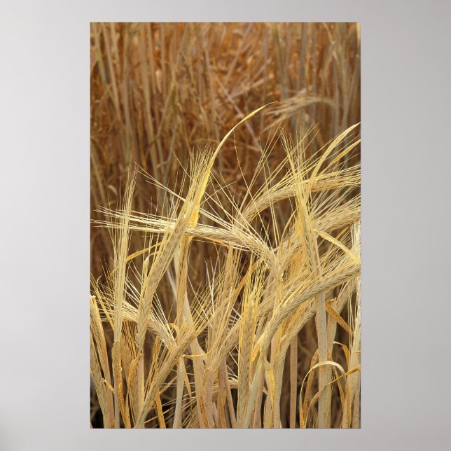 Korn Poster (Framsidan)