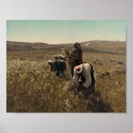 Korn som skördas i fält i Betlehem Poster