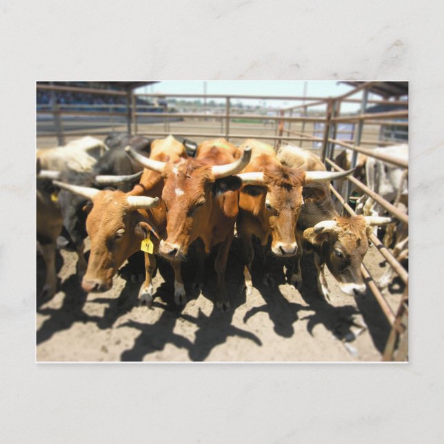 Korna kom hem vykort (Framsida)