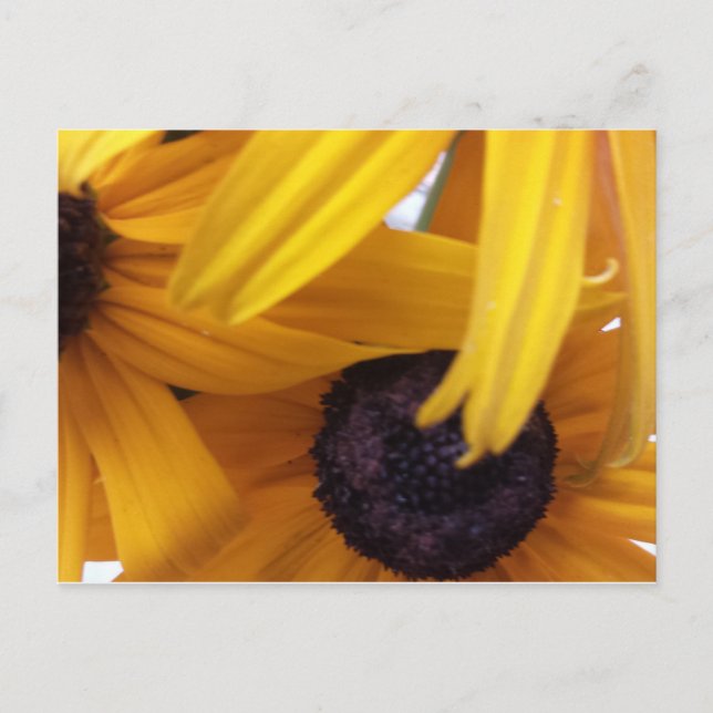 Kornblomma 1 vykort (Framsida)