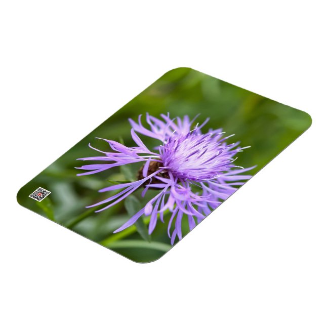 Kornblomma Magnet (Vänstra Sidan)
