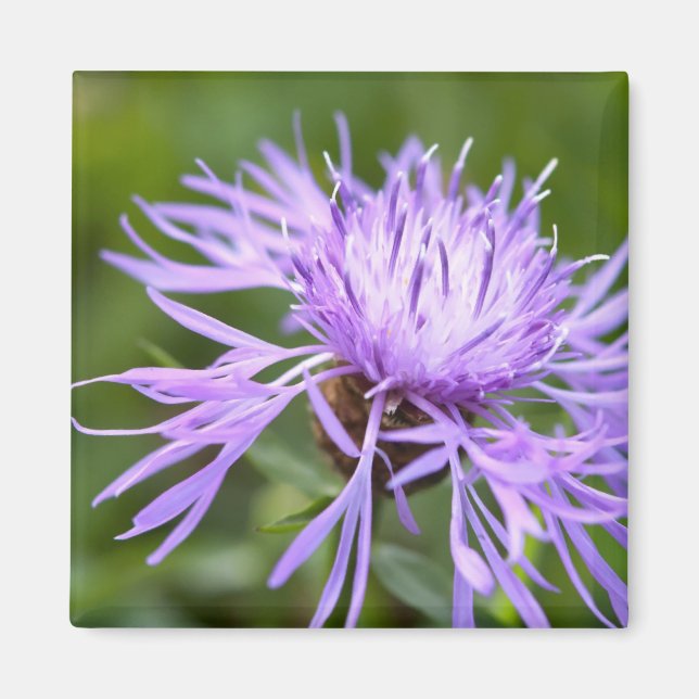 Kornblomma Magnet (Framsidan)