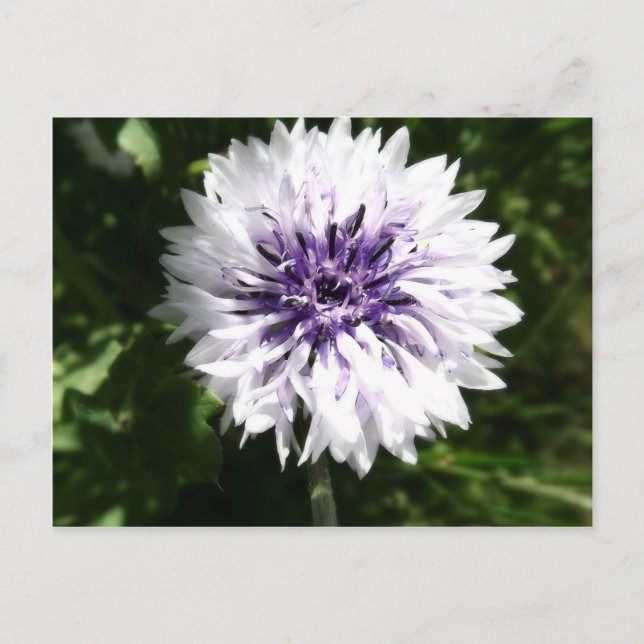 kornblomma vykort (Framsida)