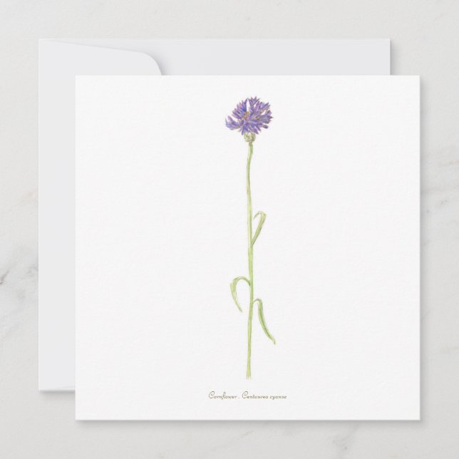 Kornblommans vattenfärg kort (Framsida)