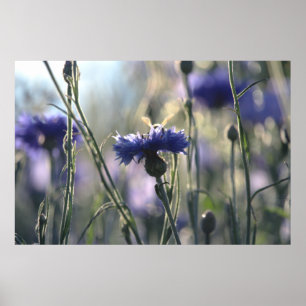 Kornblommor Sommar Kväll Äng Poster