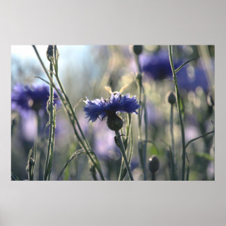 Kornblommor Sommar Kväll Äng Poster