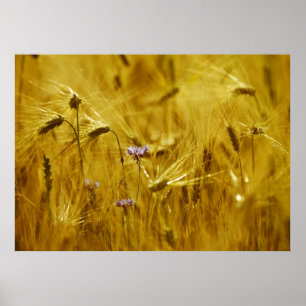 Kornblume im Getreide Poster