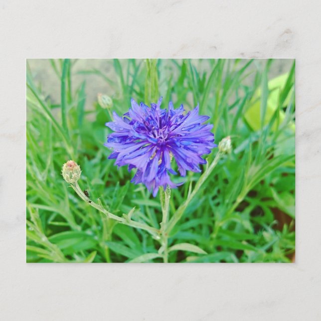 Kornblume Vykort (Framsida)