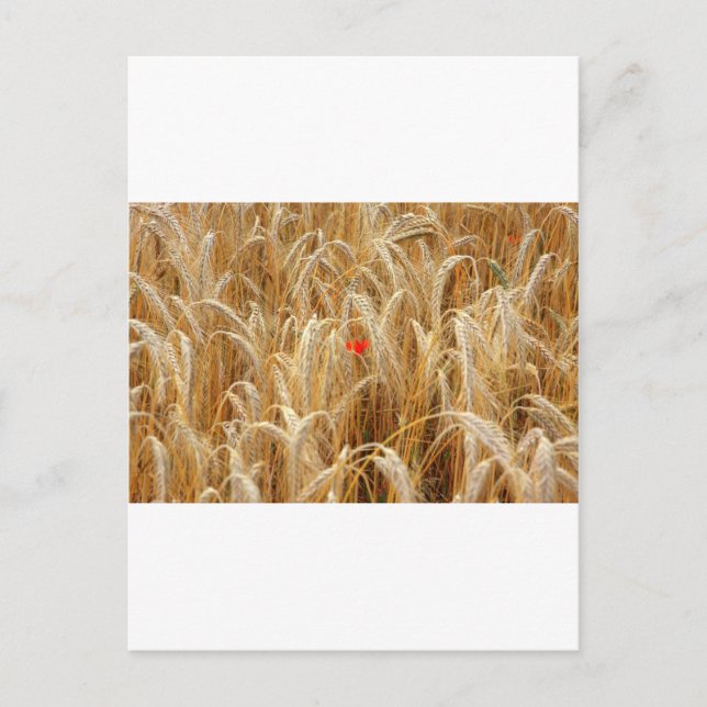 Kornblume Vykort (Framsida)