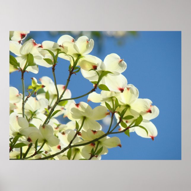 KORNELLBLOMMA Konsttryck KONTORSGÅVOR Blommig Poster (Framsidan)