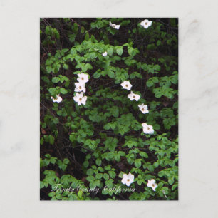 Kornellblommor i skogen... vykort
