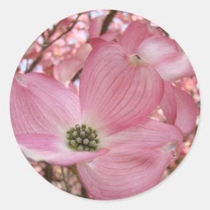 KORNELLBLOMMOR Rosa 1 Kort Konstpresenter Muggar Runt Klistermärke