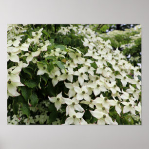 Kornellkörsbärsträd blommar i Marshall Poster